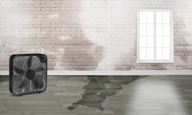 Best Water damage cleanup near me  in Andrews Af, MD