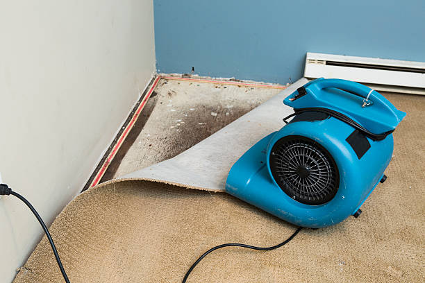Best Professional water damage repair  in Andrews Af, MD